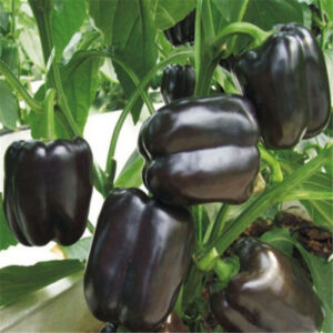 Chocolate Pepper Bonsai Black Four Seasons Garden Terrace Potted Vegetable 200pcs