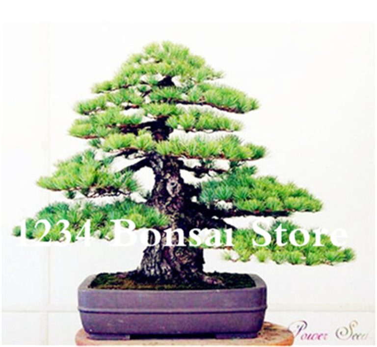 Genuine! 50 Pcs Juniper Bonsai Tree Potted Flowers Purify Air Absorb Harmful Gases Garden