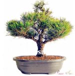 Genuine! 50 Pcs Juniper Bonsai Tree Potted Flowers Purify Air Absorb Harmful Gases Garden Seedsplants - 5