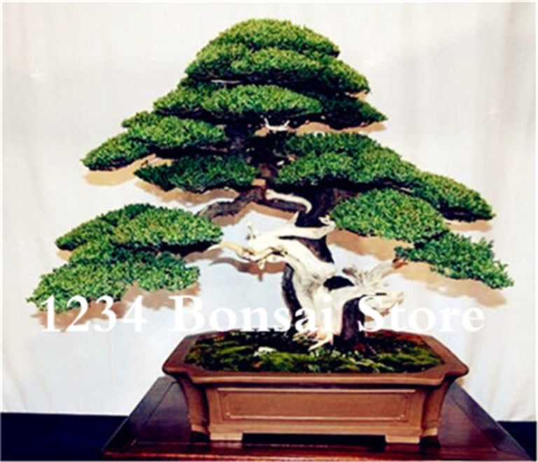 Genuine! 50 Pcs Juniper Bonsai Tree Potted Flowers Purify Air Absorb Harmful Gases Garden