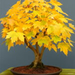 50 Pcs Rainbow Maple Bonsai Tree Plants Rare Japanese Flower Indoor Plant In Family Garden 24 Kinds Colors - 6