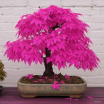 50 Pcs Rainbow Maple Bonsai Tree Plants Rare Japanese Flower Indoor Plant In Family Garden 24 Kinds Colors - 3