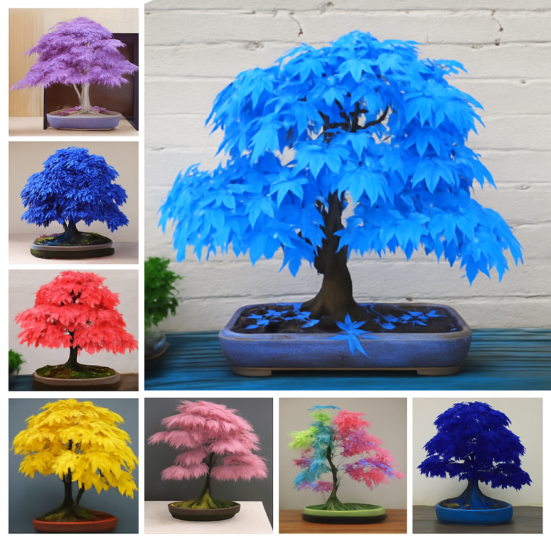 50 Pcs Rainbow Maple Bonsai Tree Plants Rare Japanese Flower Indoor Plant In Family Garden 24 Kinds Colors