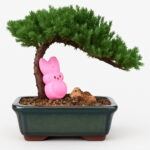 Juniper Bonsai Tree Potted Flowers Purify Air Absorb Harmful - 4