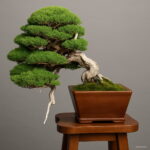 Juniper Bonsai Tree Potted Flowers Purify Air Absorb Harmful - 3