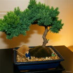 Juniper Bonsai Tree Potted Flowers Purify Air Absorb Harmful