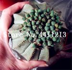 Big Promotion!!! 100 Pcs Cactus Rebutia Variety Flowering Color Cacti Rare Plant Mini Succulent Bonsai - 3