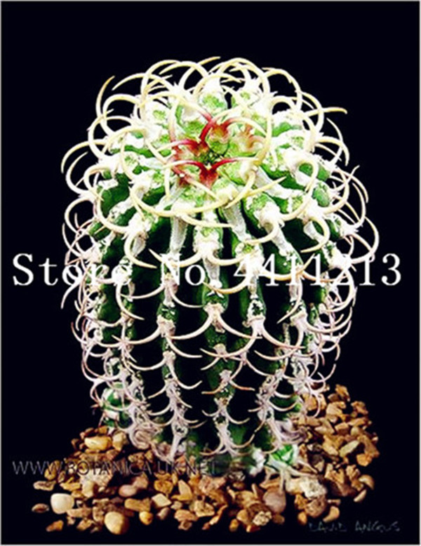 Exclusive Deal 100piece Rebutia Cactus Variety Miniature Succulent Rare Blooming Colored Cacti Collection - 2