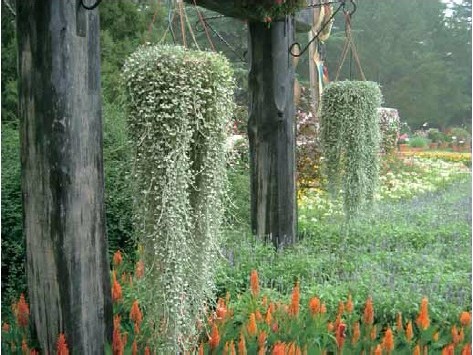 Dichondra Repens Lawn s Money Grass Hanging Decorative Greenery Blooming 200pcs Collection - 4