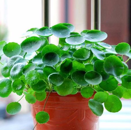 Dichondra Repens Lawn s Money Grass Hanging Decorative Greenery Blooming 200pcs Collection - 2