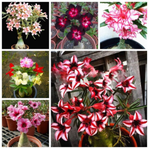 Real 15 Different Color Varieties Desert Rose Flower Bonsai Indoor Potted Plants Adenium Obesum Garden Courtyard 1 Pcs