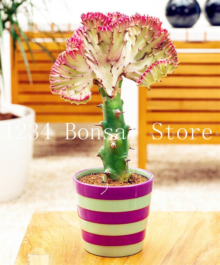 100 Pcs Bonsai Plant Fanshaped Succulent Plants Rare Cactus Home