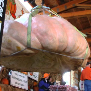 10pcs Giant Pumpkin Plants Vegetable Fruit Bonsai Happy Farm Home Garden Exotic Interested - 2