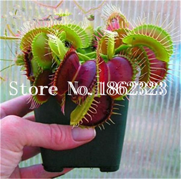 On 100 Piece Dionaea Muscipula Venus Flytrap Carnivorous Insect Eater Ideal For Indoor Diy Decorations - 2