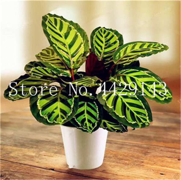 Massive 100 Pcs Giant Red Climbing Strawberry Rare Fruiting Flowers For Indoor Or Outdoor Decoration - 5