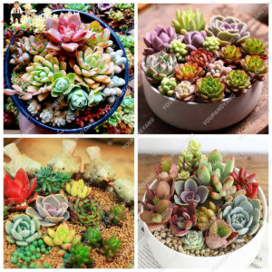 100pcs Fleshy Colorful Lithops Plants Pseudotruncatella Succulentas Raw Stone Cactus Bonsai Succulents Potted Flowers - 2