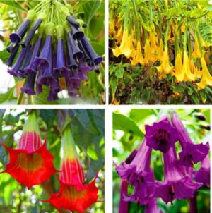 Best-selling! Datura Mini Bonsai Flower Plant Home Garden Planting Brugmansia Rare