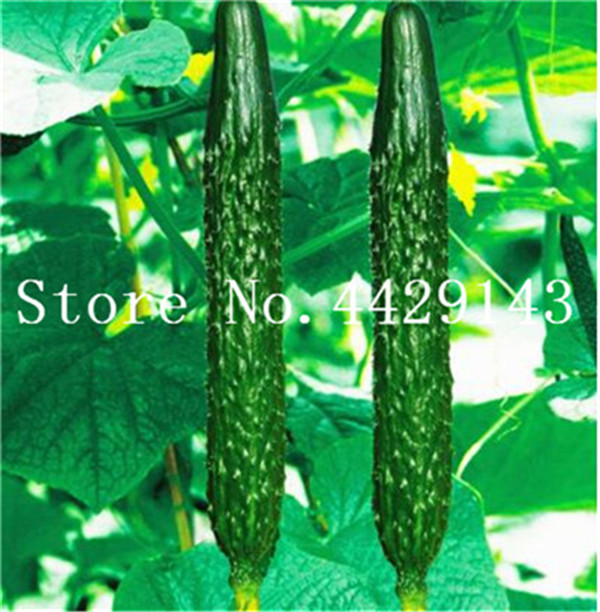 200pcs Extremely Early Japanese Cucumber Variety Open Soil Cultivation Style Vegetable Seeds - 3