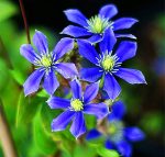 105pcs Clematis Bonsai Blue Hybridas Hanging Flowers Potted Balcony Blooming Plants Sementes De Flores - 5