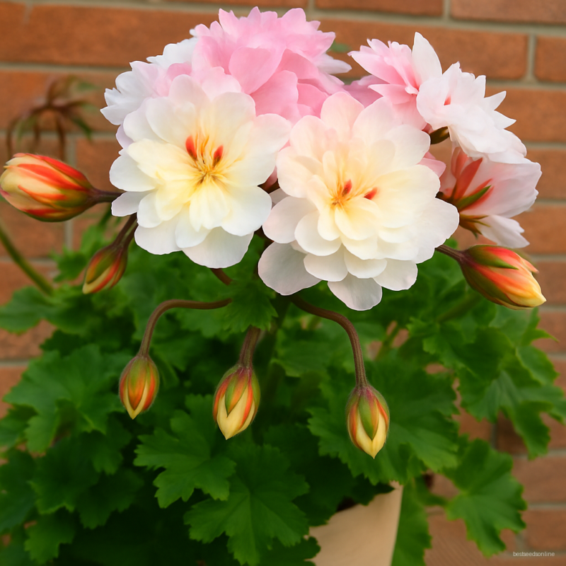 Big Miracle 100 Pcs Geranium Pink White Double Petals Perennial Flower Heirloom Pelargonium Blooms Flowers
