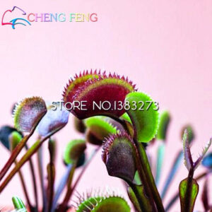 300 Plants - 100% Genuine Eat Cordyceps Dionaea Muscipula Giant Clip Venus Flytrap Carnivorous Plant - 2