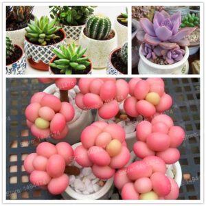 200pcsbag Rare Succulents Garden Potted Flower Flores Colorful Pseudotruncatella Bonsai Plants To Gro - 2