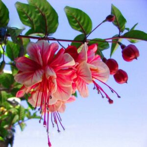 Pink Double Petals Fuchsia Bonsai Potted Flower Garden Plants Hanging Flowers 100