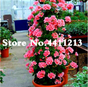 50 Pcs Bonsai Climbing Geranium Flower Pelargonium Peltatum Courtyard Amp Balcony Outdoor Plant Home Garden - 2