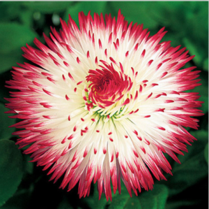 1000pcs Daisy Bonsai Plant Rare Rainbow Chrysanthemum 9 Colors Mix Balcony Home Garden Bonzai - 2