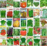 100 Pcs Bonsai Delicious Vegetable Cucumber Eggplant Pepper Pumpkin Cabbage Shallot Carrot Tomato Balcony Garden Four Season Pot