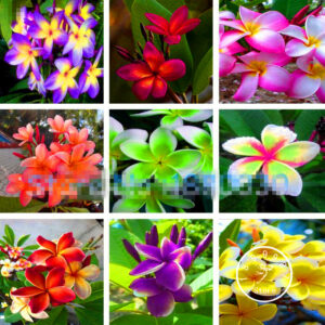 Lowest Price! 100 Piecesbag Japanese Style Plumeria Plant Potted Bonsai Diy Home Garden - 2