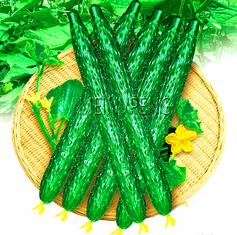 Organic Long Cucumber Chinese Vegetable Rare Exotic Fruit Ideal For Indoor Cultivation - 1