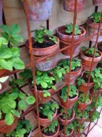 Strawberry Plants Rare Organic Edible Fruit Garden In Fruits Plantas Ho - 6