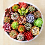 100 Pcs Rare Mini Cactus Bonsai Mix Succulent Ornamental Plants Succulents Home Garden Indoor Lithops - 3