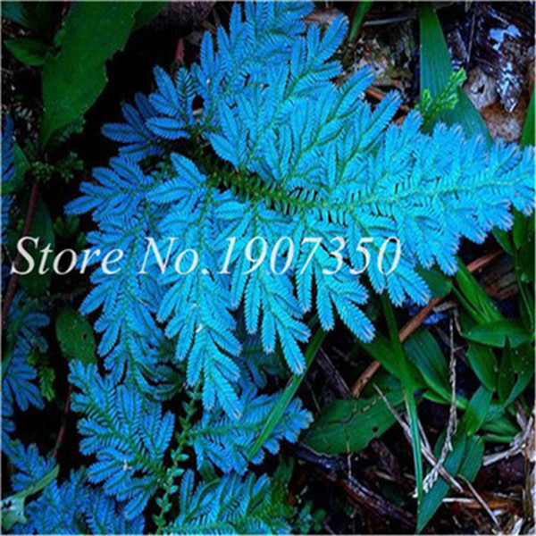 100 Pcsbag Rare Fern Perennial Herb Easytogrow Indoor Greenery For Pot Decoration - 6