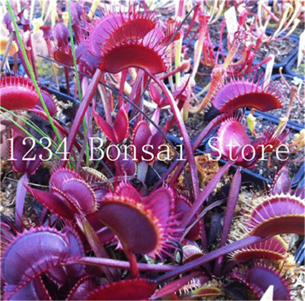 50 Pieces Venus Flytrap Seedlings Dionaea Muscipula Giant Clip Insecteating Indoor Greenery Seeds - 5