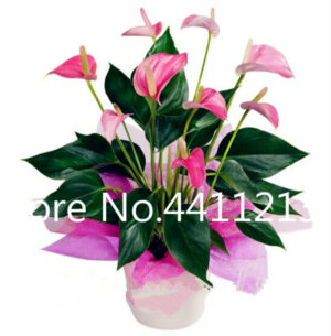 100 Pcs Anthurium Plants Rare Flower Balcony Bonsai Potted Diy Home Garden Flowers Flores Outdoor - 2