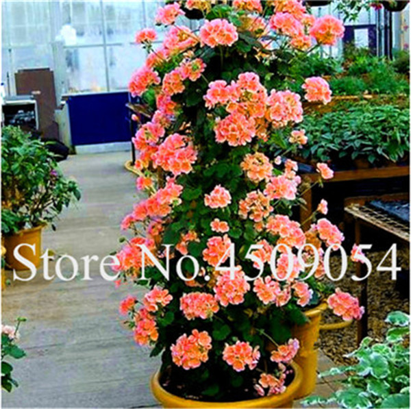 50pcs Chinese Sky Blue Perennial Flower Indoor Evergreen Tree Rare Exotic Decoration Item - 5