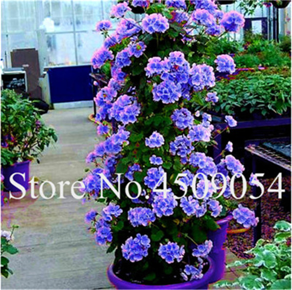 100 Pcs Geranium Pelargonium Peltatum Tree Seeds Perennial Blooming Flower For Indoor Spaces - 3