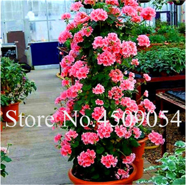 50pcs Chinese Sky Blue Perennial Flower Indoor Evergreen Tree Rare Exotic Decoration Item - 2