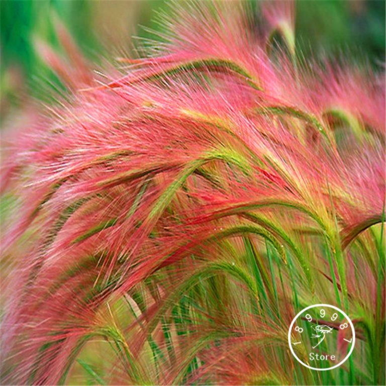 Foxtail Barley Ornamental Grass Seeds 100pcspack