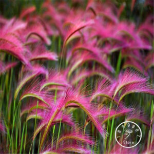 Promotion! 100 Piecespack Foxtail Barley Ornamental Grass Bonsai Garden Flower Plant - 2