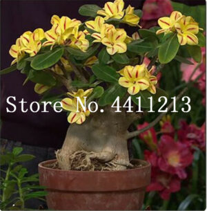 100% True Desert Rose Bonsai Ornamental Plants Balcony Potted Flowers Adenium Obesum - 1 Particles - 2