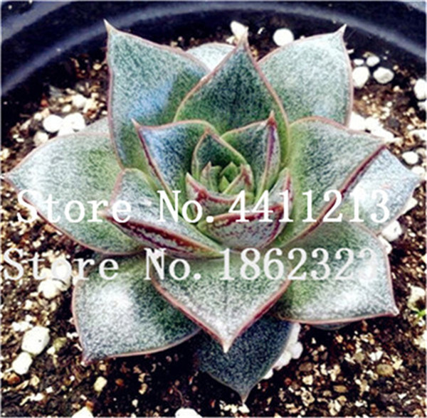 Discounted 100 Pcs Echeveria Purpusorum Fresh Succulent Species Gorgeous Round Leaf Rare Exotic Greenery For Indoor And Outdoor Decoration - 6