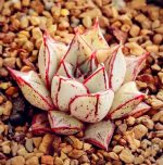 Sale! 100 Pcs Echeveria Purpusorum Bonsai Fresh Succulent Plant Home Rock Garden Gorgeous Round Leaf Rare Succulents - 4