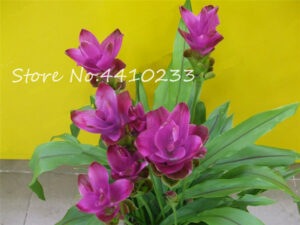 Big Promotion Pcs Colorful Bonsai Flower Plants Rarest Fresh Garden Easy Grow - 2