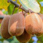 200pcs Kiwi Fruit Tree Bonsai Diy Home Garden - 2