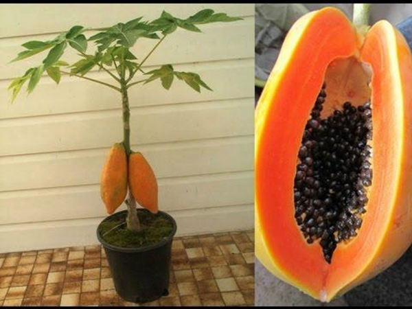 20pcs Organic Maradol Papaya Seeds Tropical Dwarf Tree Easytogrow Juicy Edible Fruit Heirloom Variety - 1