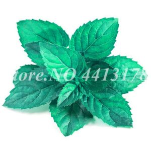 Rare Vegetable Mint Plant Bonsai Outdoor Peppermint Spearmint Field Herb Catnip De Flores Home Garden 200 Pcs - 2