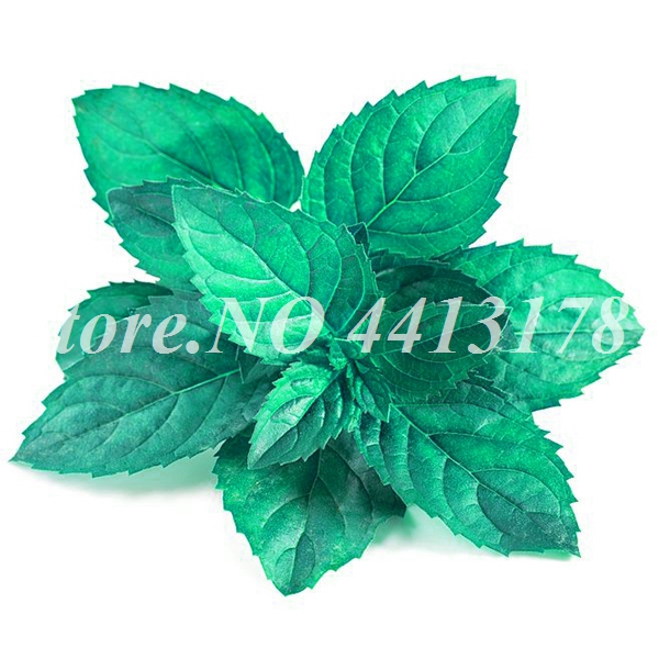 Unique Mint Vegetable Seeds 200pcs For Outdoor Herb Gardening Peppermint Spearmint Catnip Varieties - 1